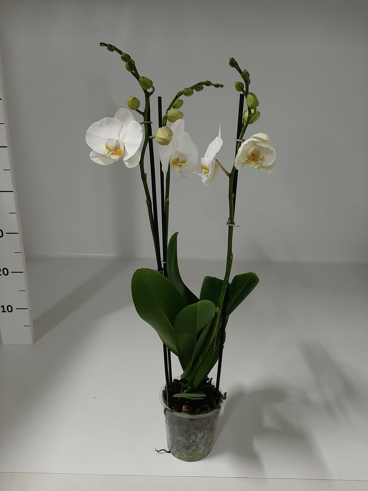 Picture of Phalaenopsis hybrid Caribbean Dream YNO in Elize ceramic P12 2 spikes 14+ flowers height 65 cm