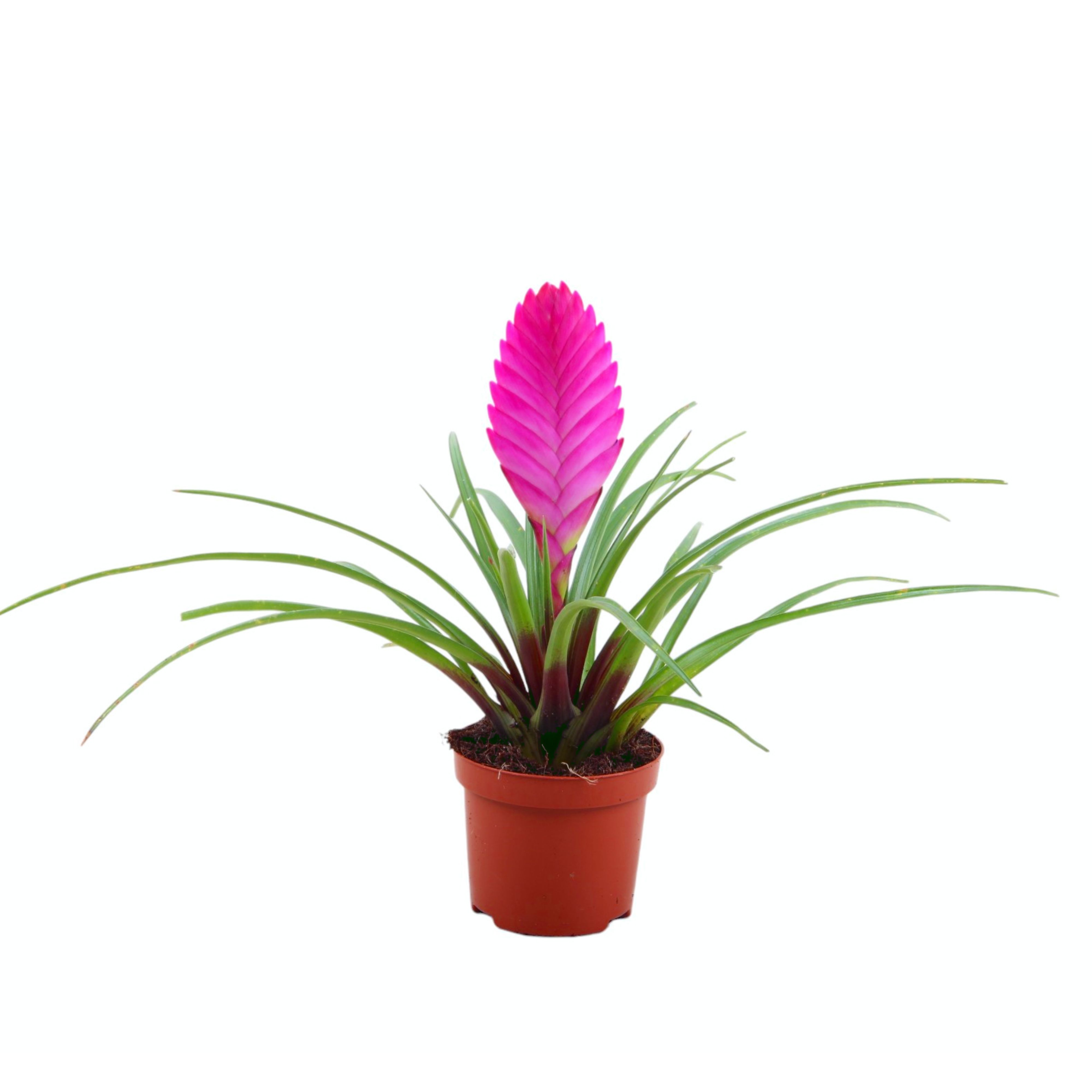 Picture of Tillandsia Cyanea P9 25-30CM