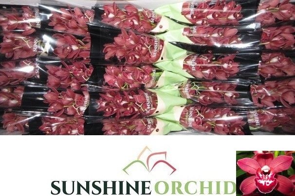 Cymbidium Mini Benjamin 30cm
