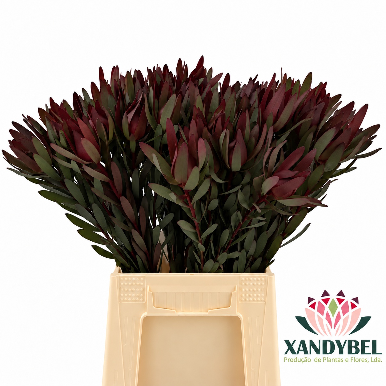Leucadendron Safari Sunset 50cm