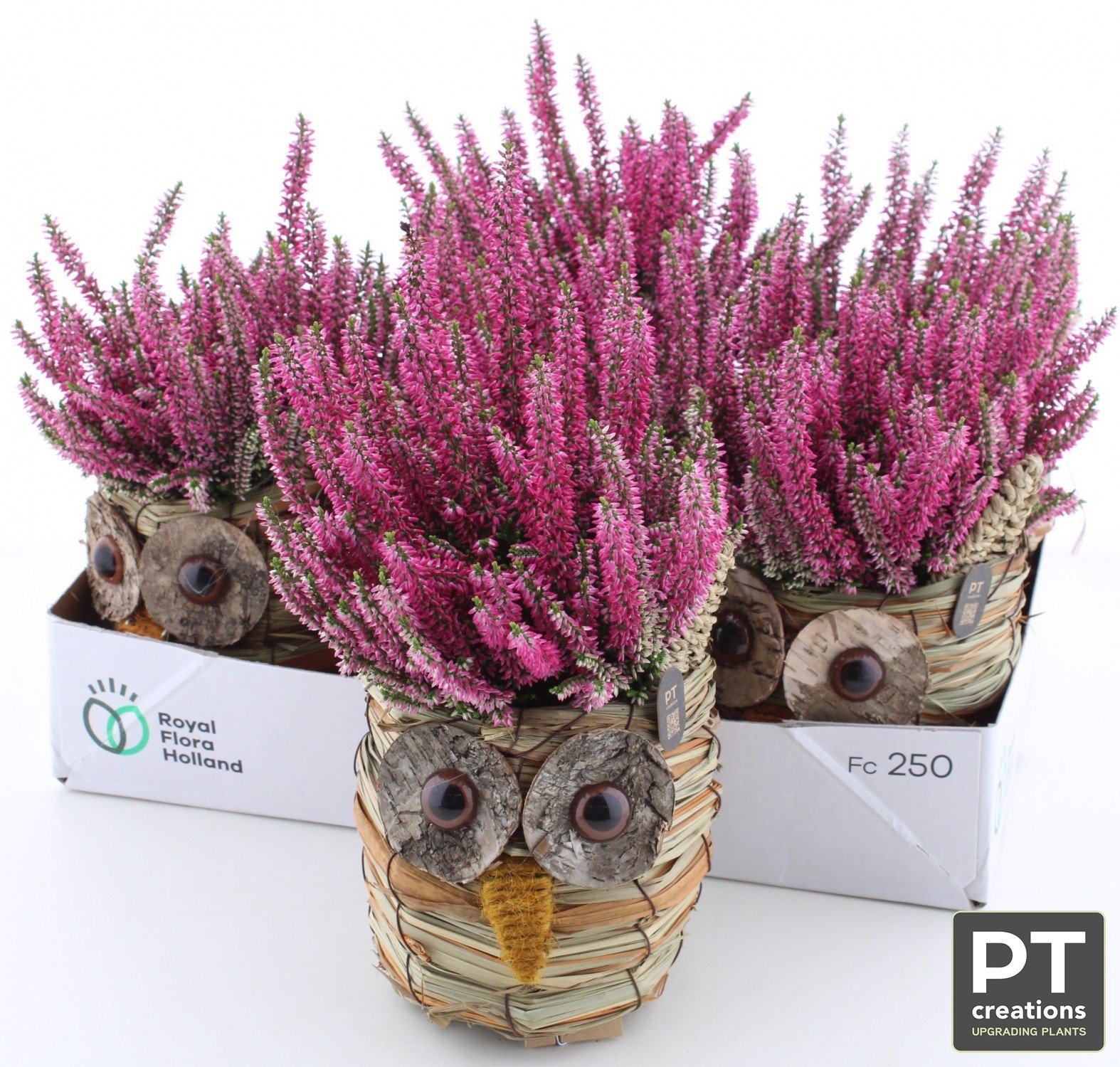 Arr Tuinplanten 13P 34cm 22bloei