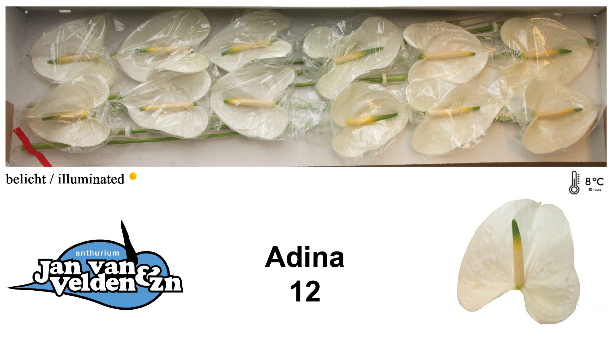 Anth A Adina
