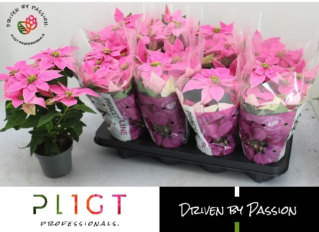 Euphor P Pri Ho Pink 12P 28H