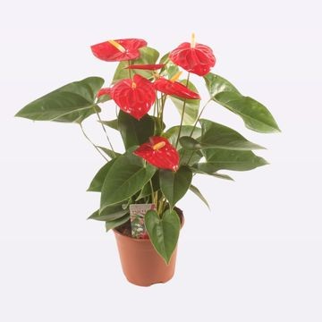 Picture of Anthurium Mauii Red P17 65CM