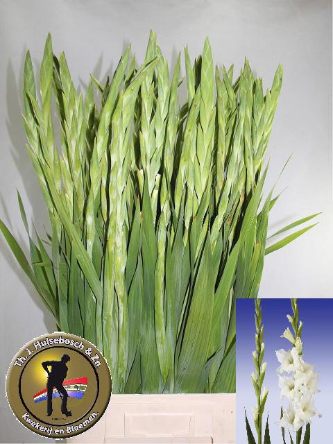 Gladiolus Serena 100cm 150gram