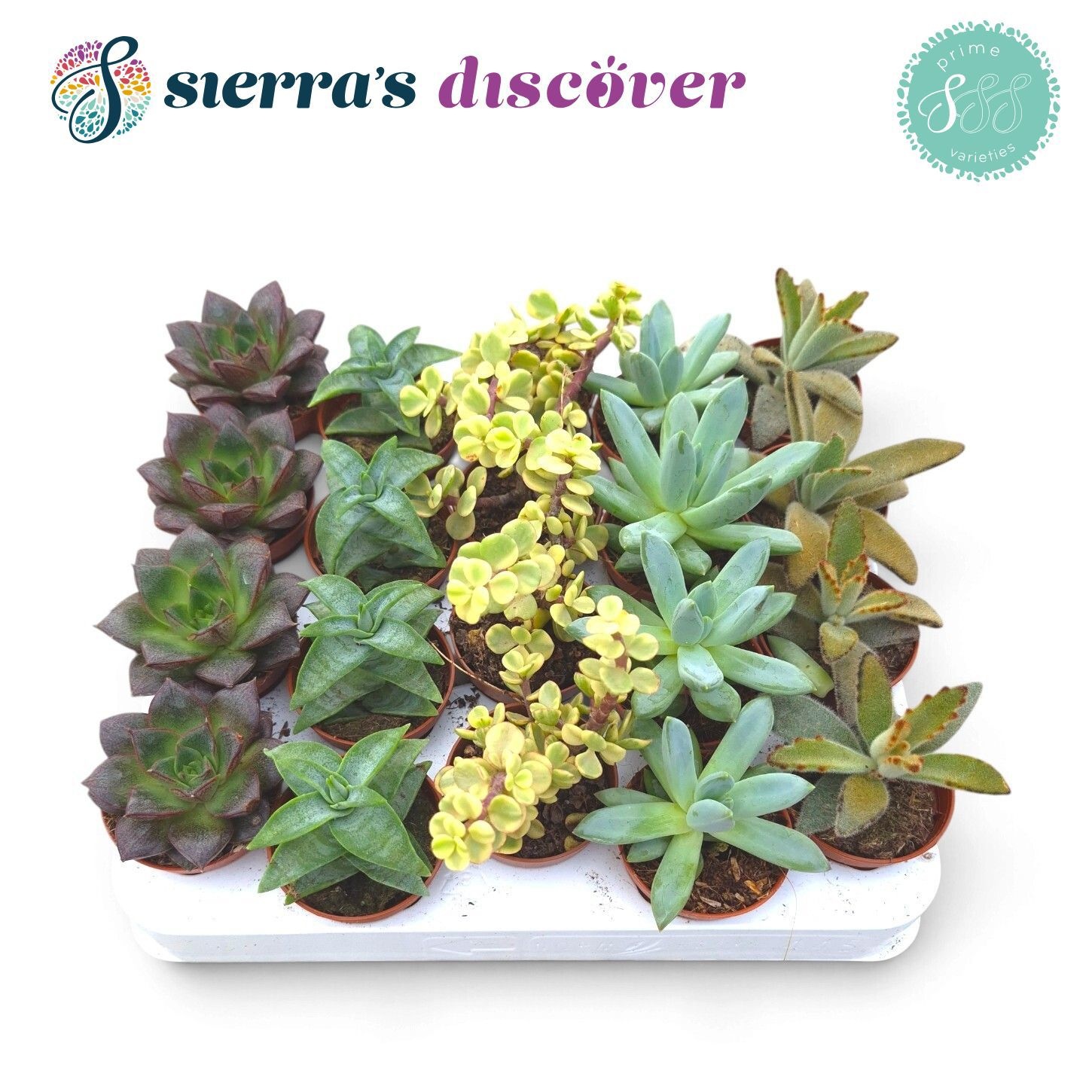 Succ Ov 505P 12H