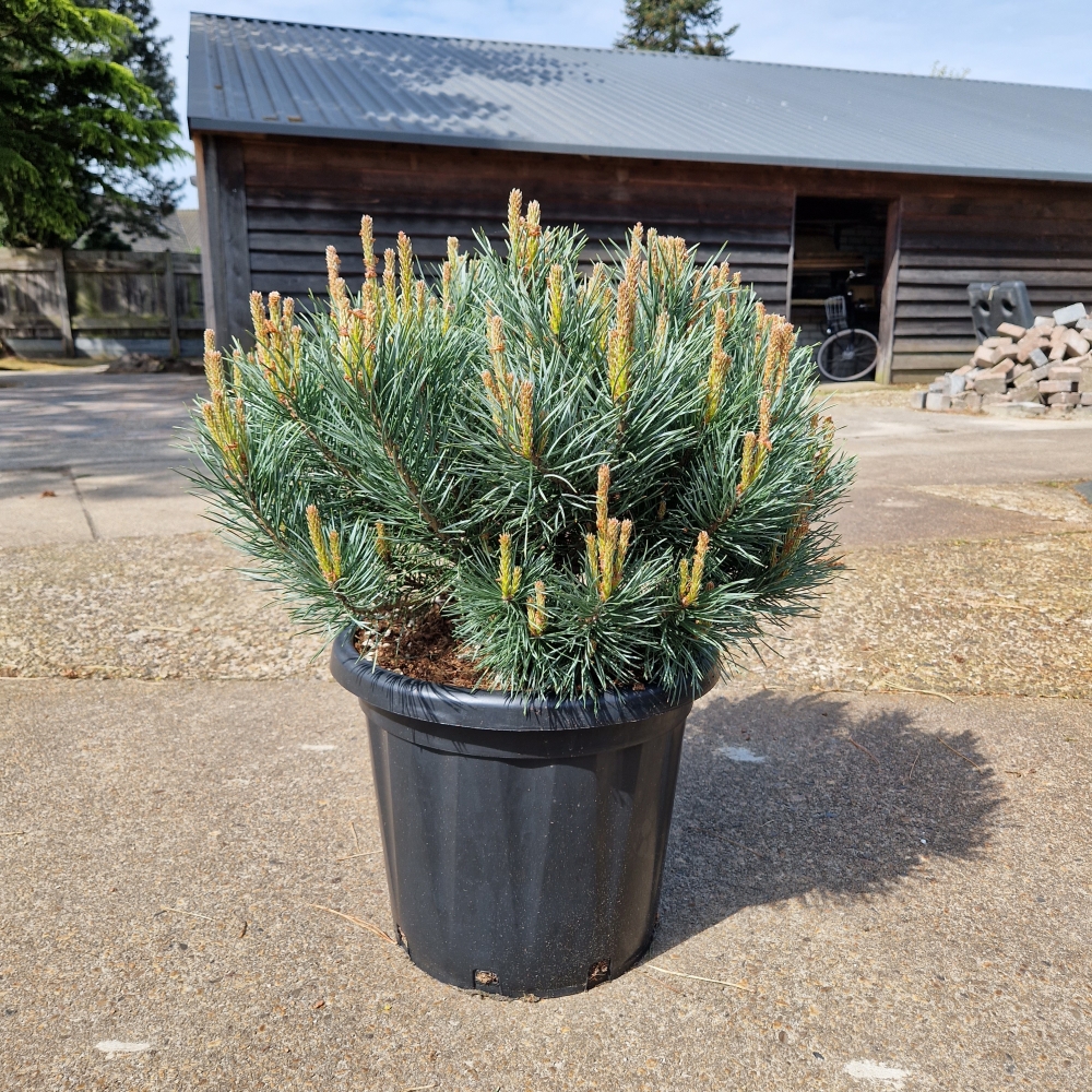 Picture of Pinus sylvestris Watereri C25 100CM