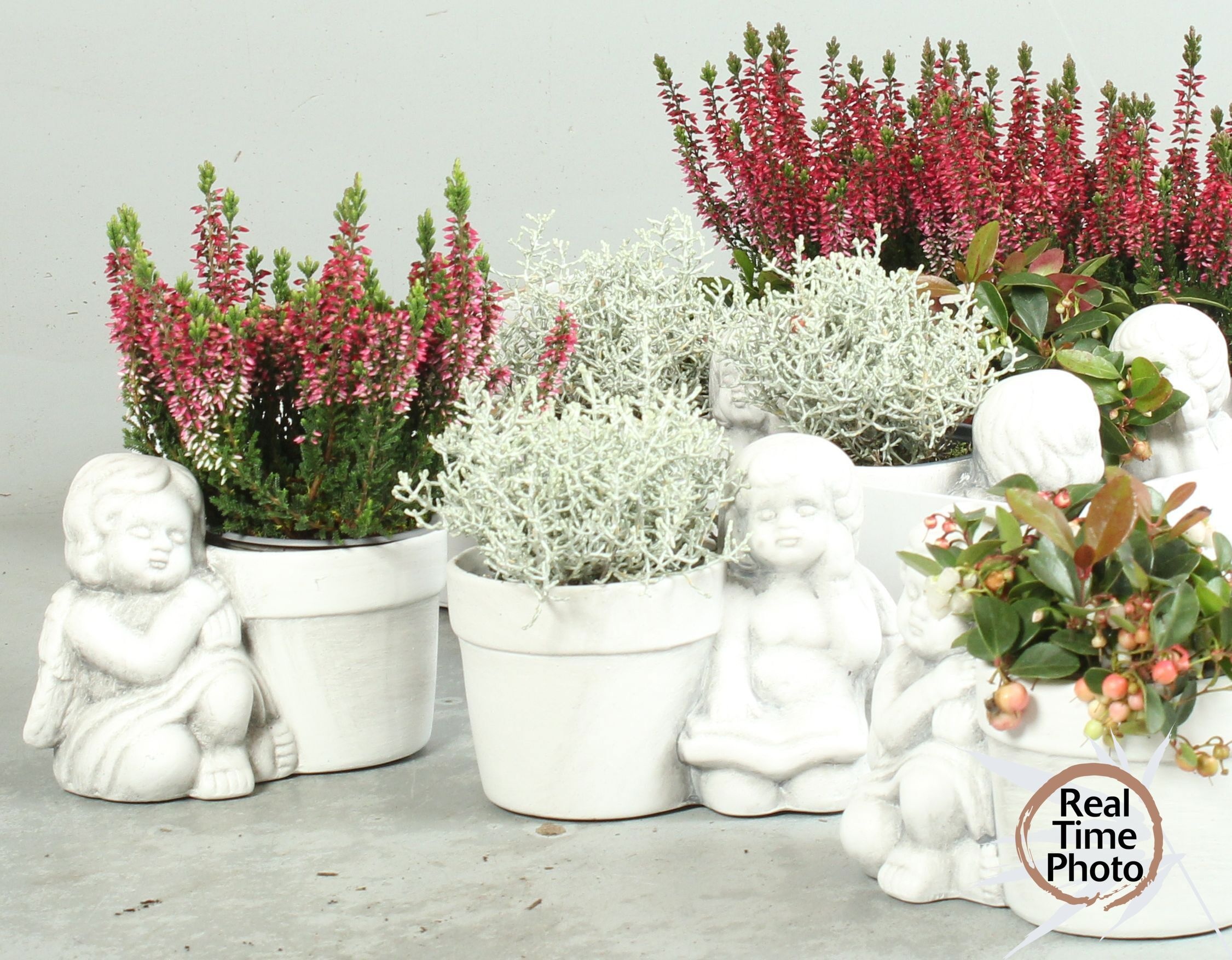 Arr Tuinplanten 18P 30cm