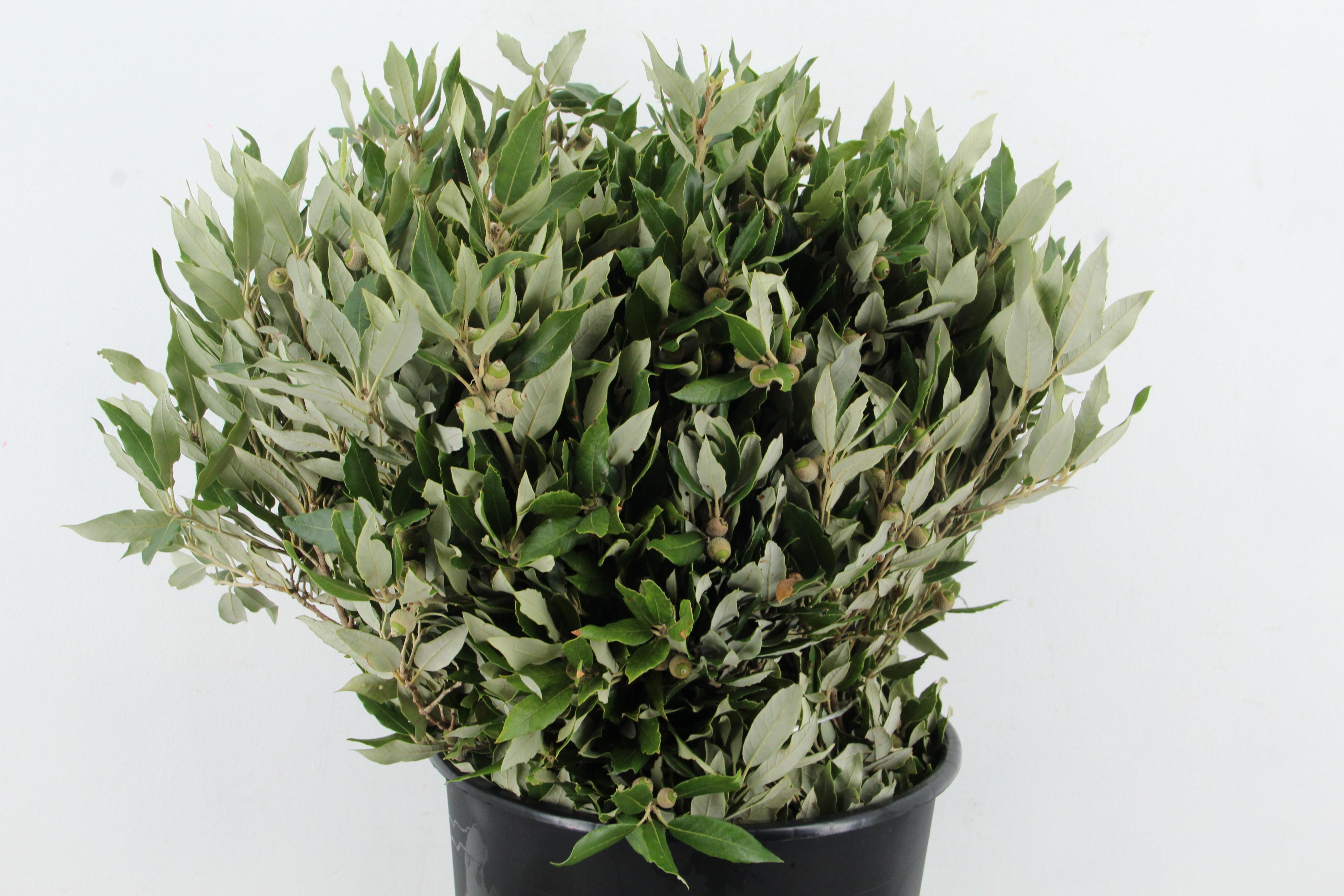 Querc Ilex