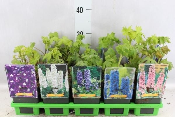 Picture of Delphinium mix 6x10 srt. per shelve P11