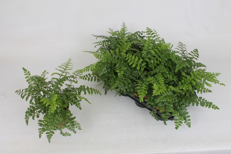 Asple Parvati 12Ø 25cm