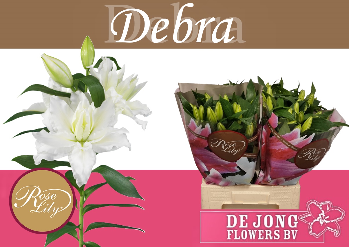 Li Or Du Rl Debra 50cm 3/5bl