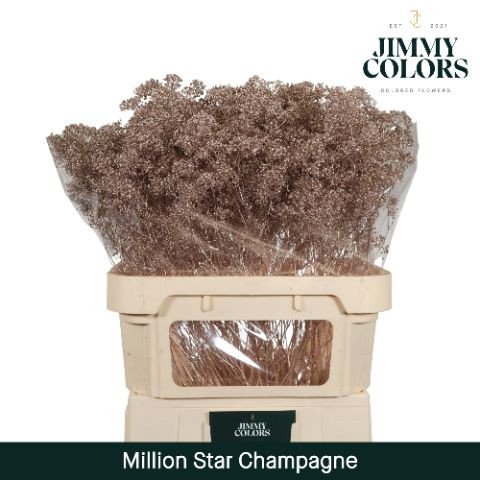 Gyps Million Star L80 Metallic Champagne
