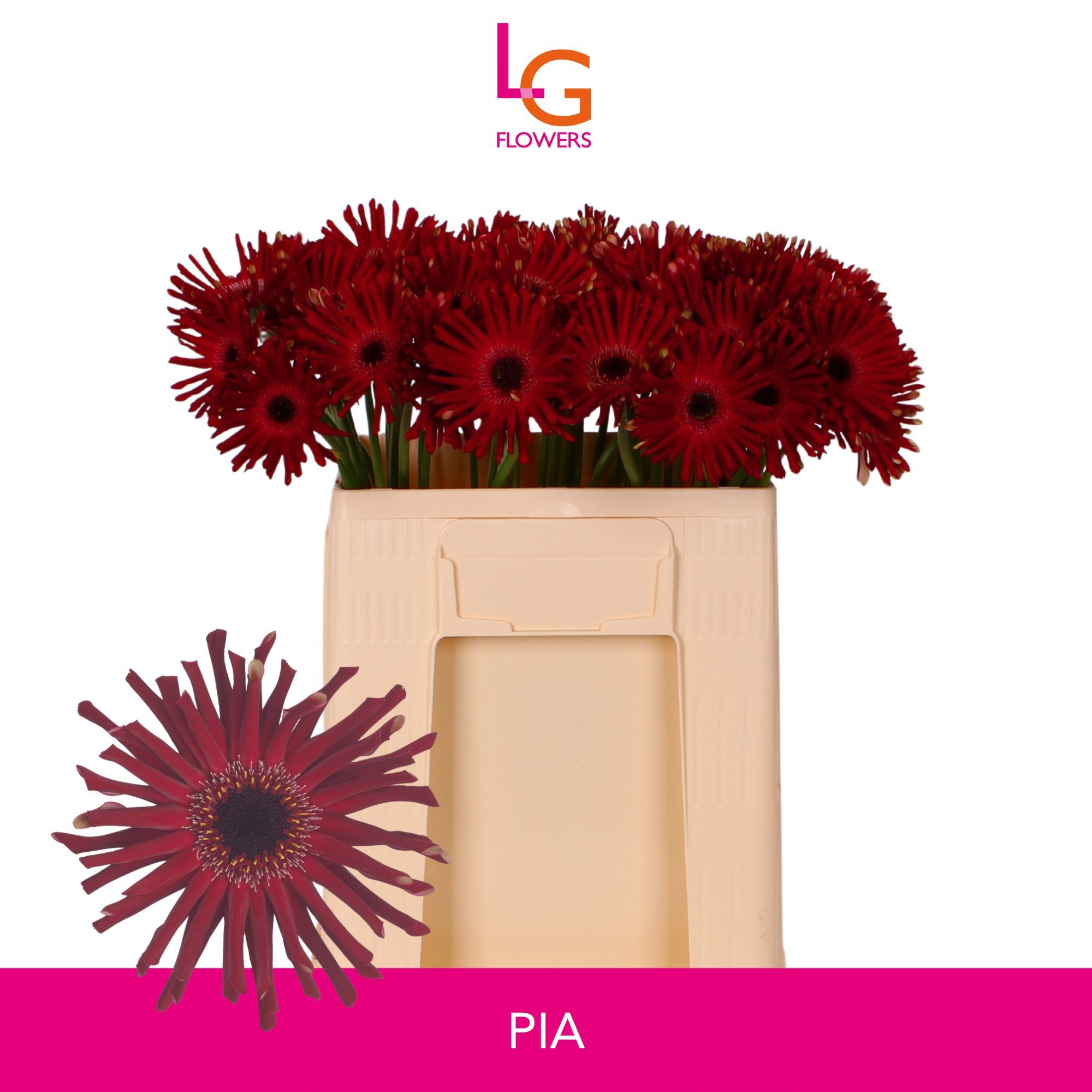 Ge Mk Queeni Pia