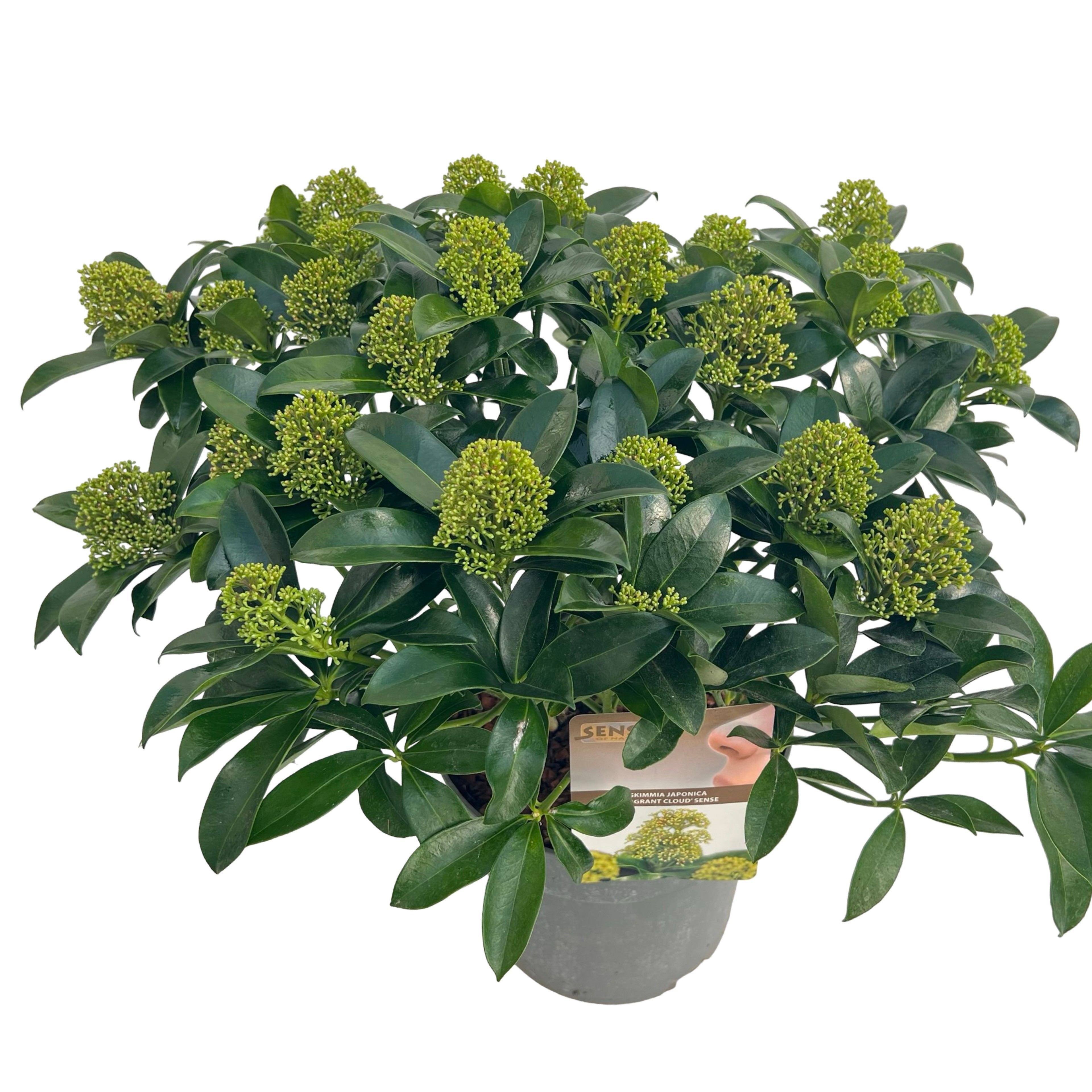 Skimmia jap. 'Fragans Cloud' sense