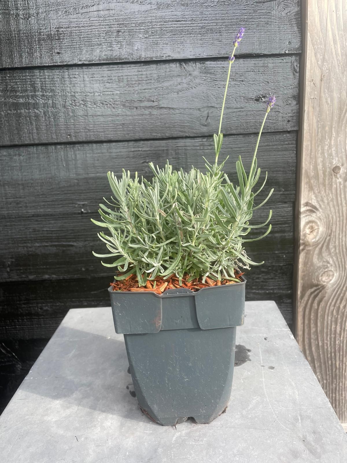 Picture of Lavandula angustifolia 'Hidcote' P17