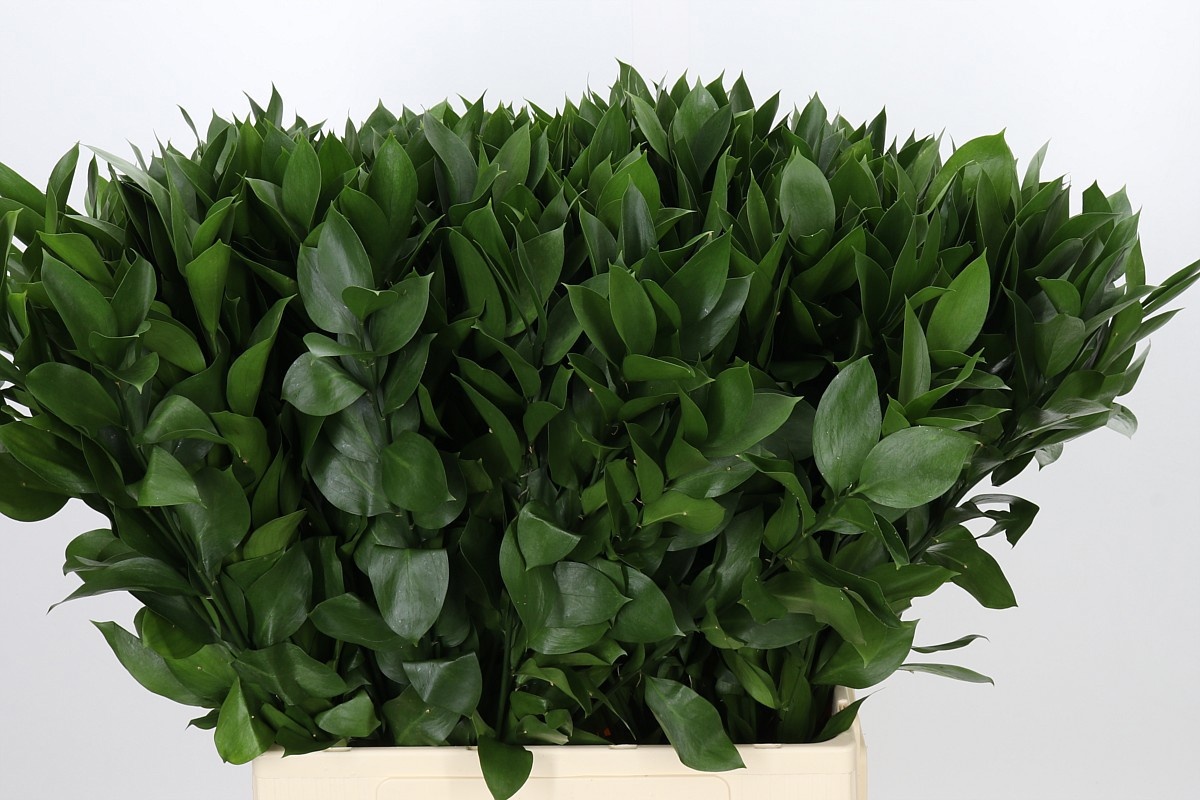 Ruscus Hypophyllum 70L.cm
