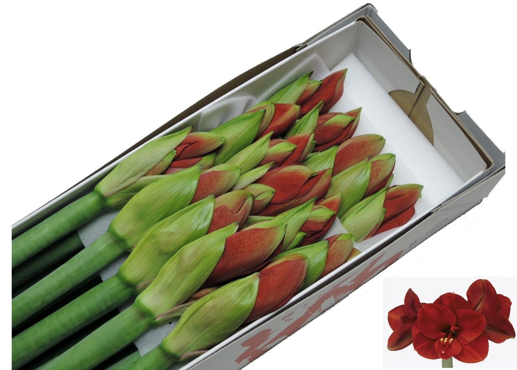 Hippeastrum Ferrari 4bl
