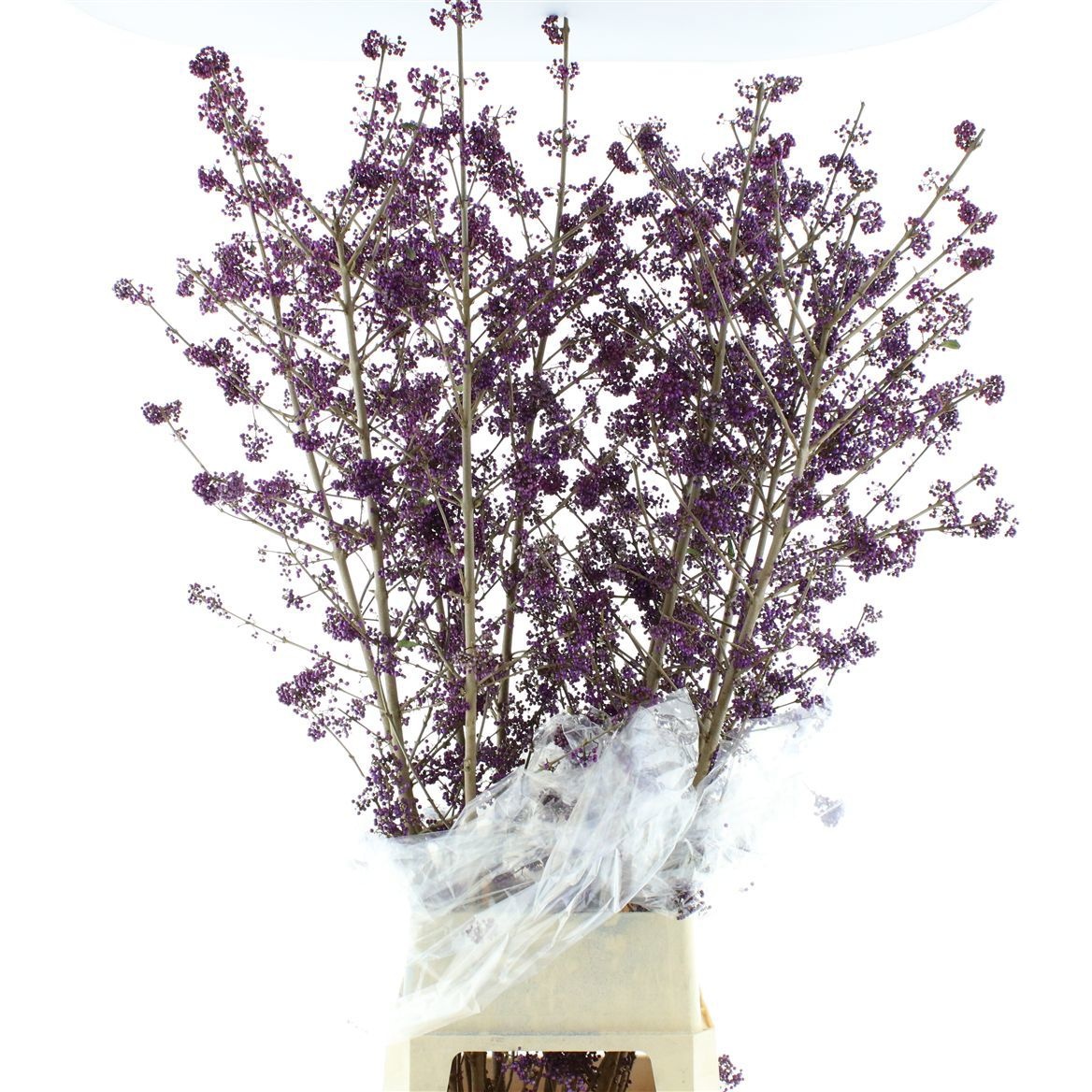 Callicarpa Bod Giraldi(imp) 150cm