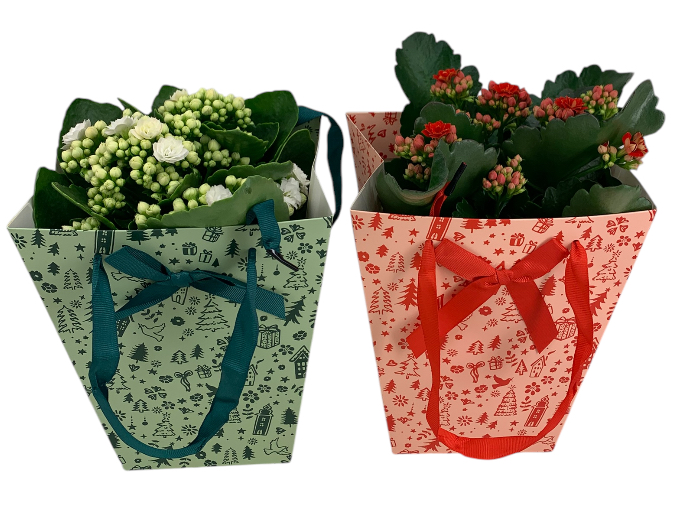 Picture of Kalanchoe Calandiva X-mas bag bow tie P12 25-30CM