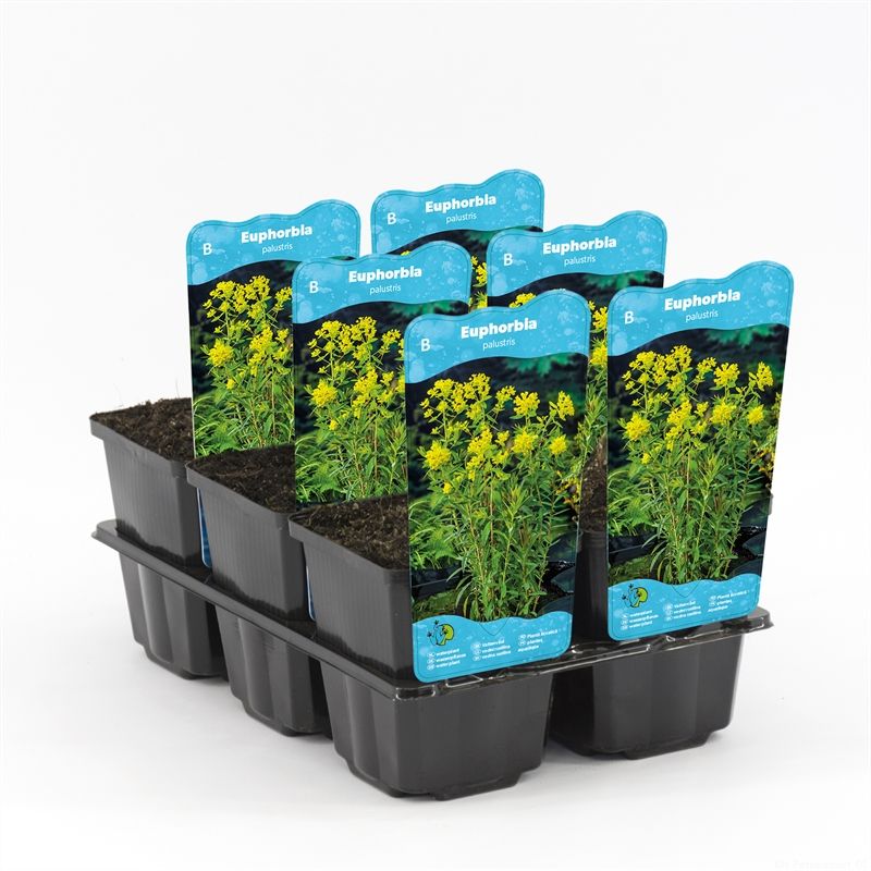 Euphorbia palustris