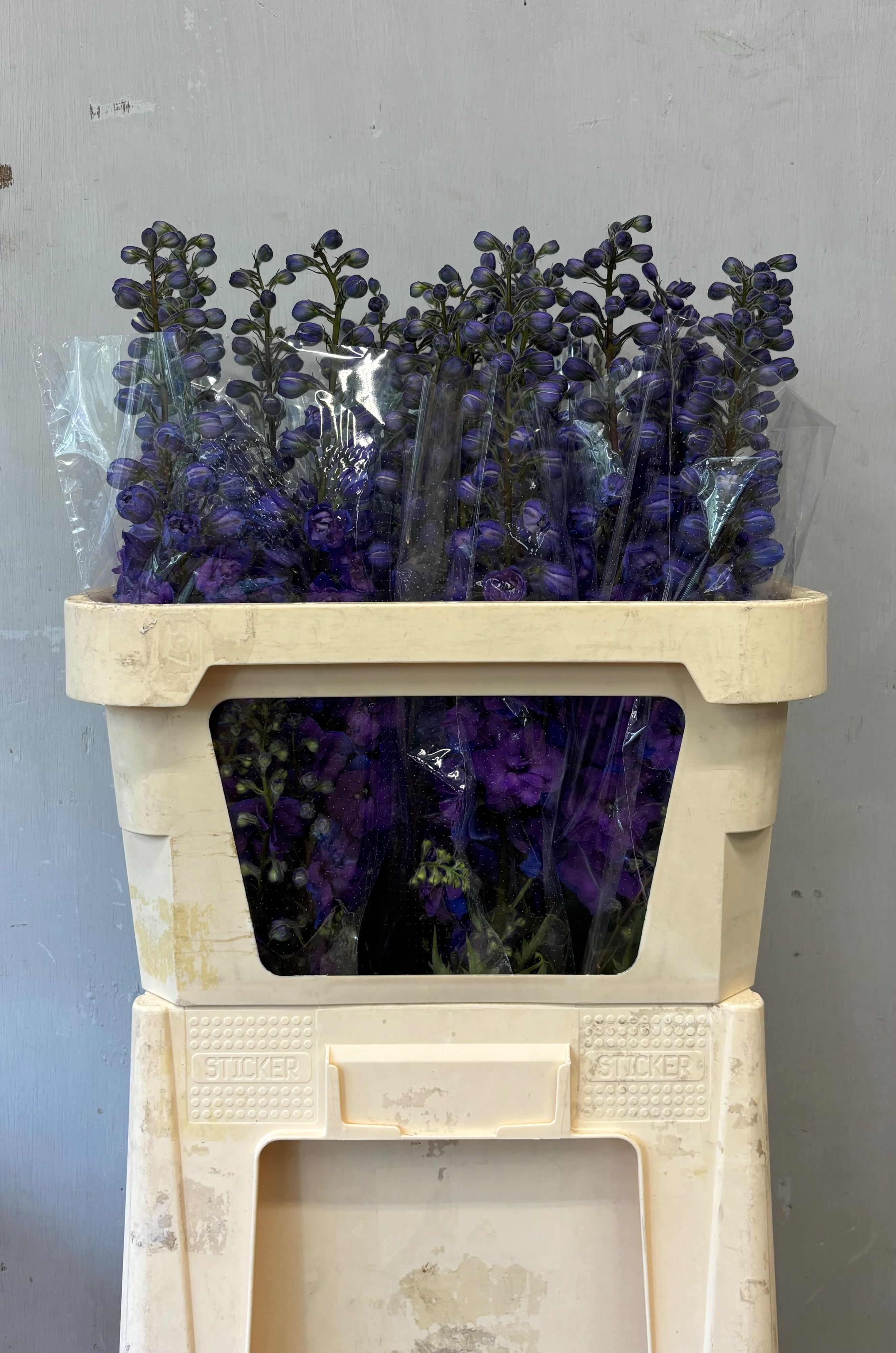 Delphinium Elatum Christel 80cm