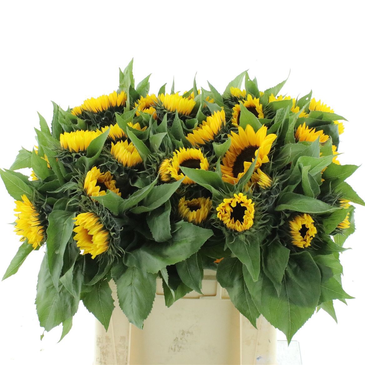 Helianthus Sunrich Or 60cm 12Ø