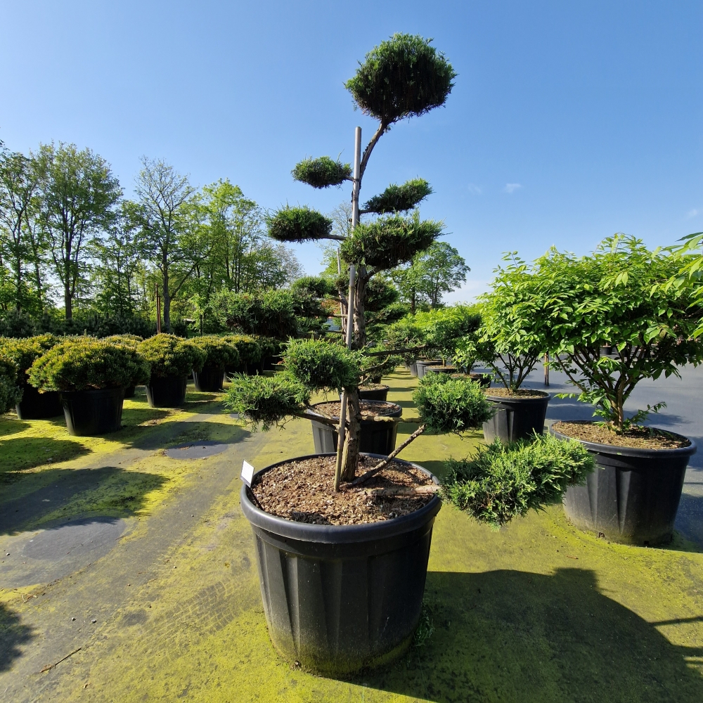 Picture of Juniperus media Hetzii C180 BONSAI-140/150