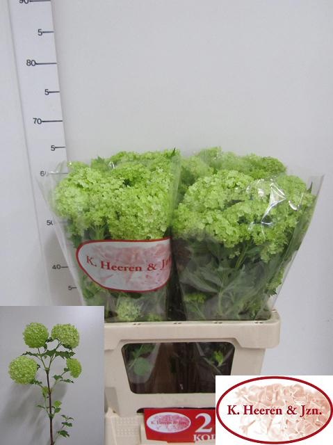 Viburnum Roseum St