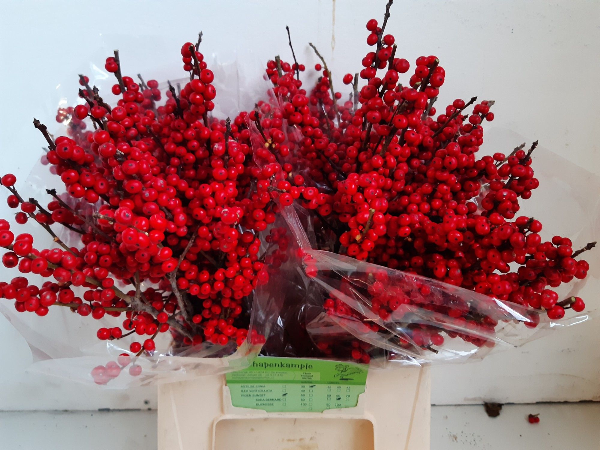 Ilex Verticlilata 45cm