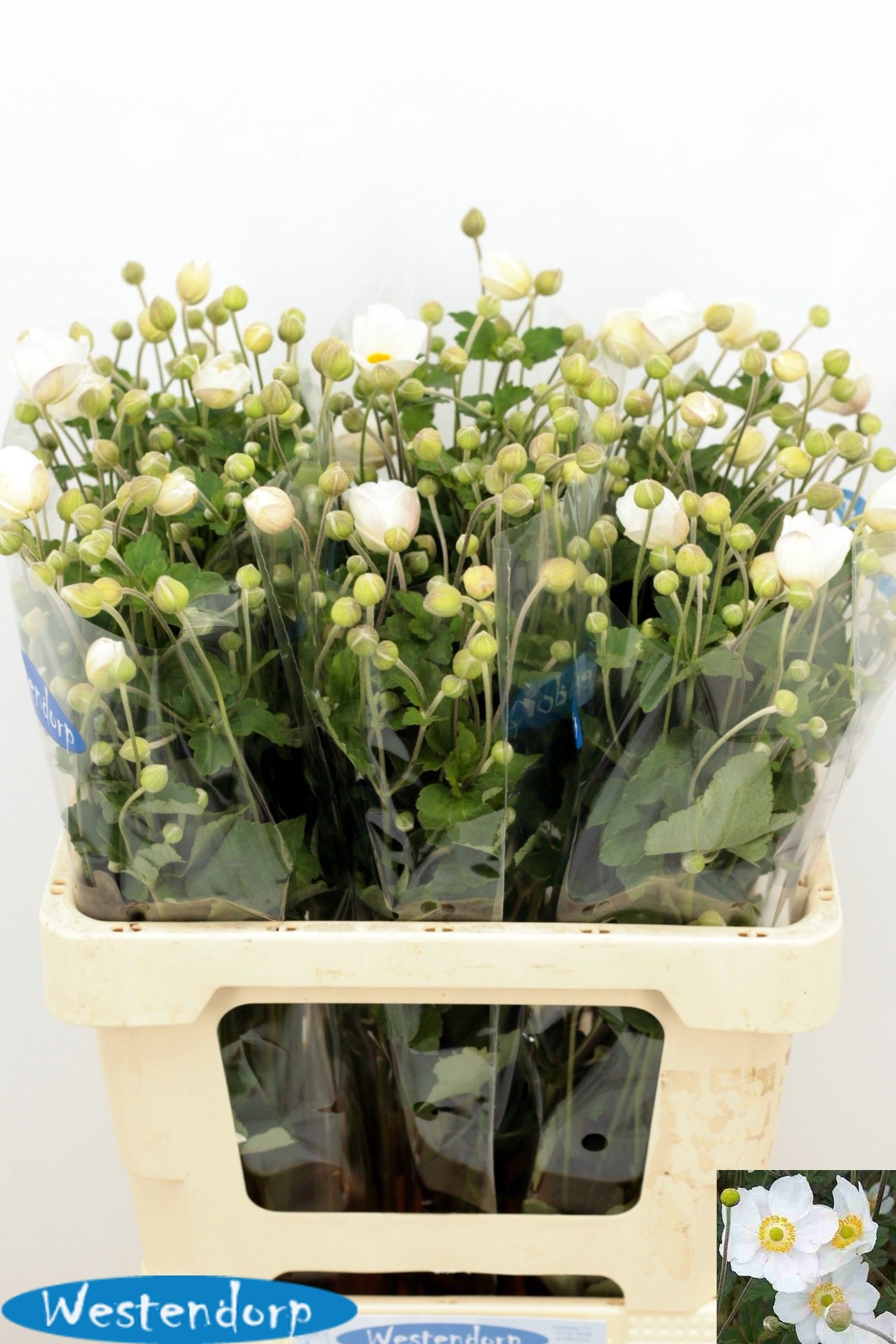 Anemone 60cm
