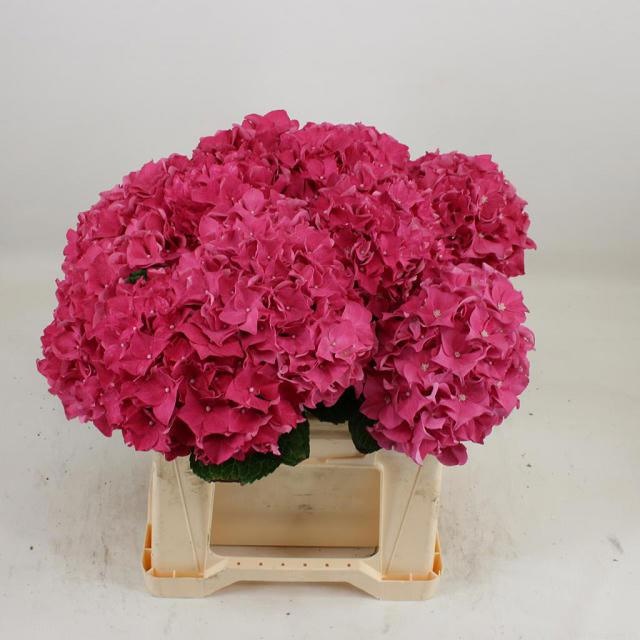 Hydrangea Rodeo Dark Pink 40cm 15Ø