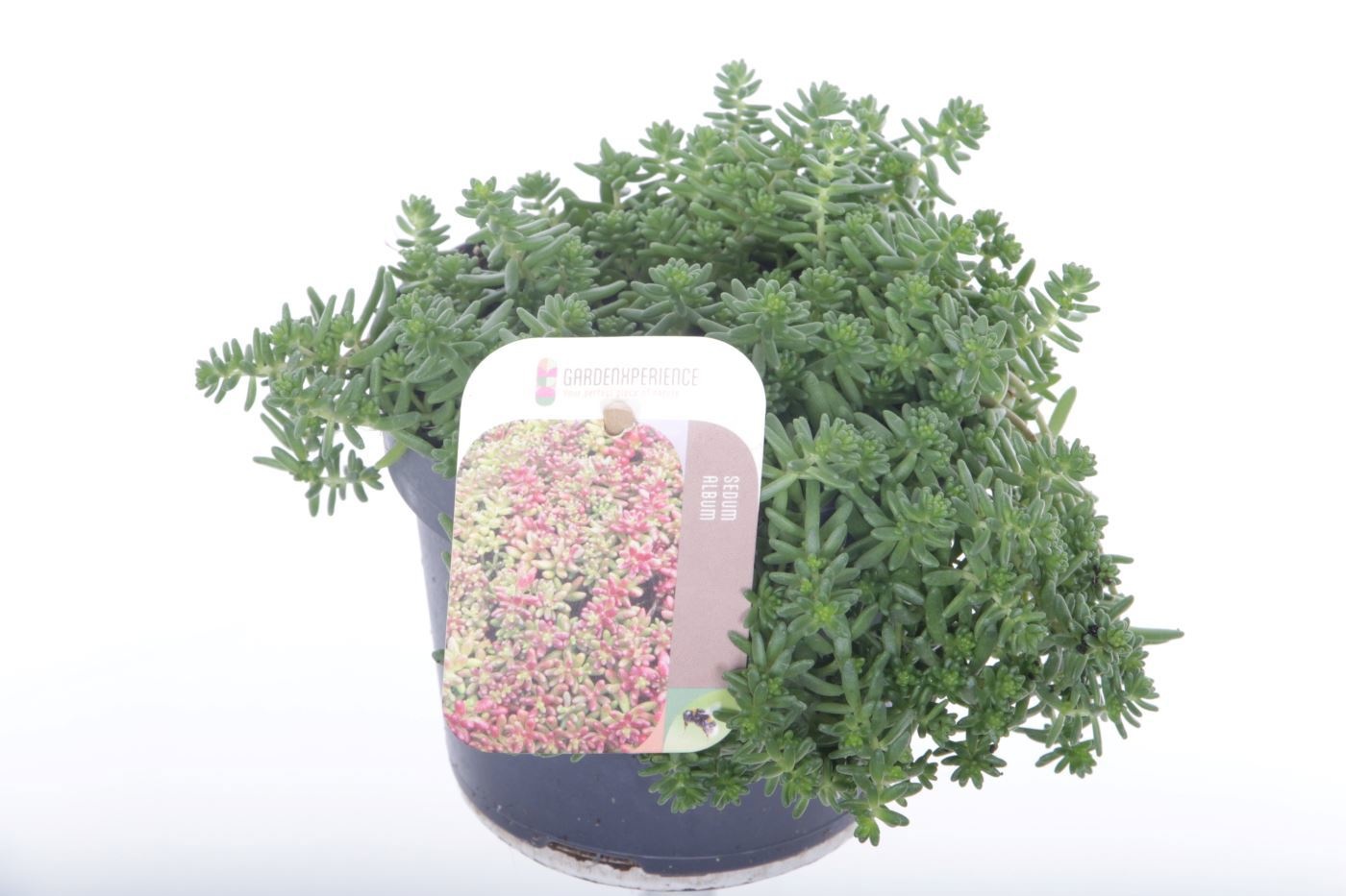 Sedum album 'Coral Carpet'