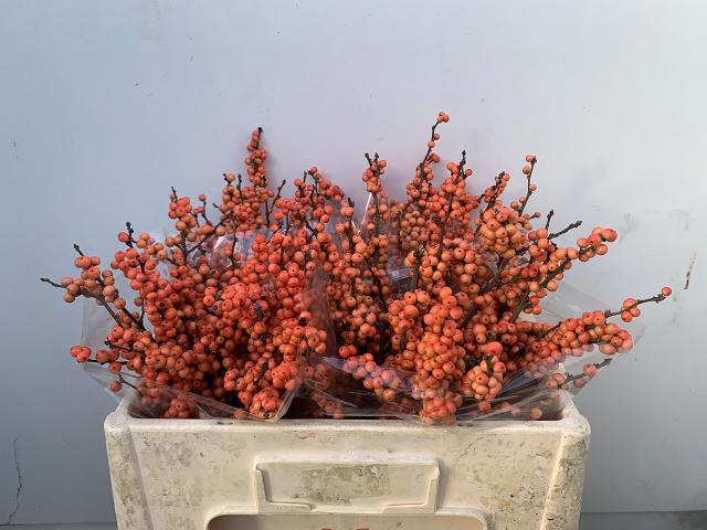 Ilex Mag Daydream 50cm
