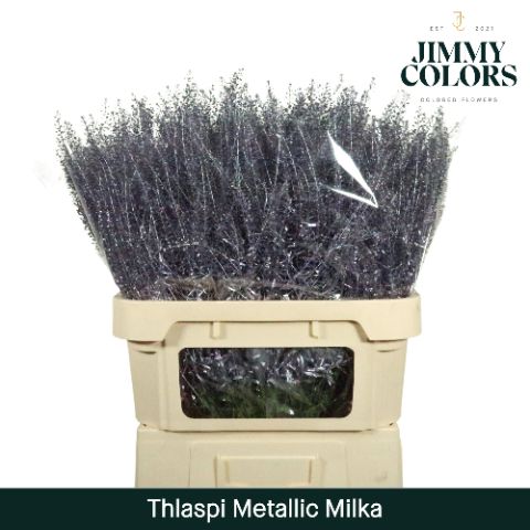 Thlaspi Gekleurd Mtlc. Milka