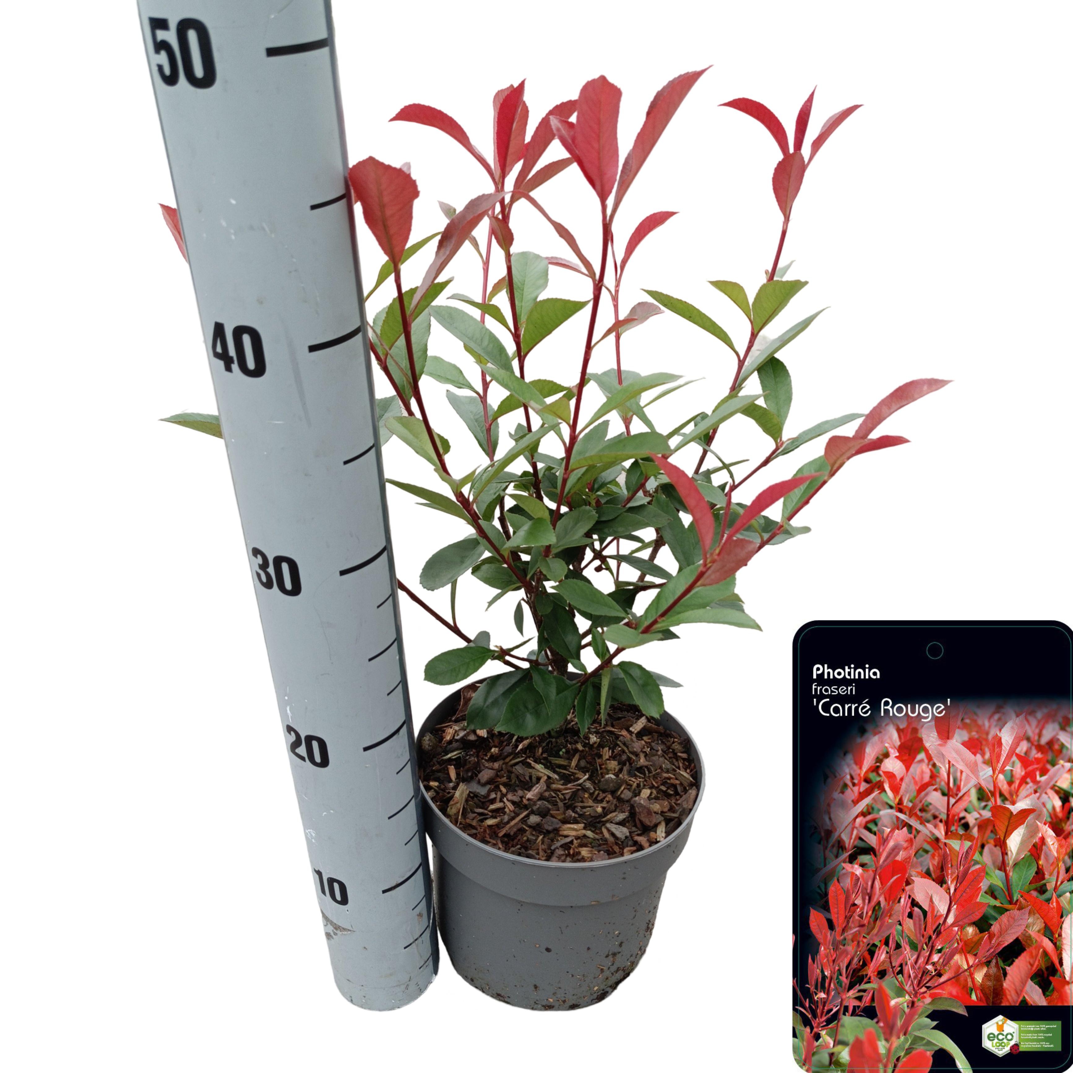 Picture of Photinia fraseri 'Carré Rouge' C2