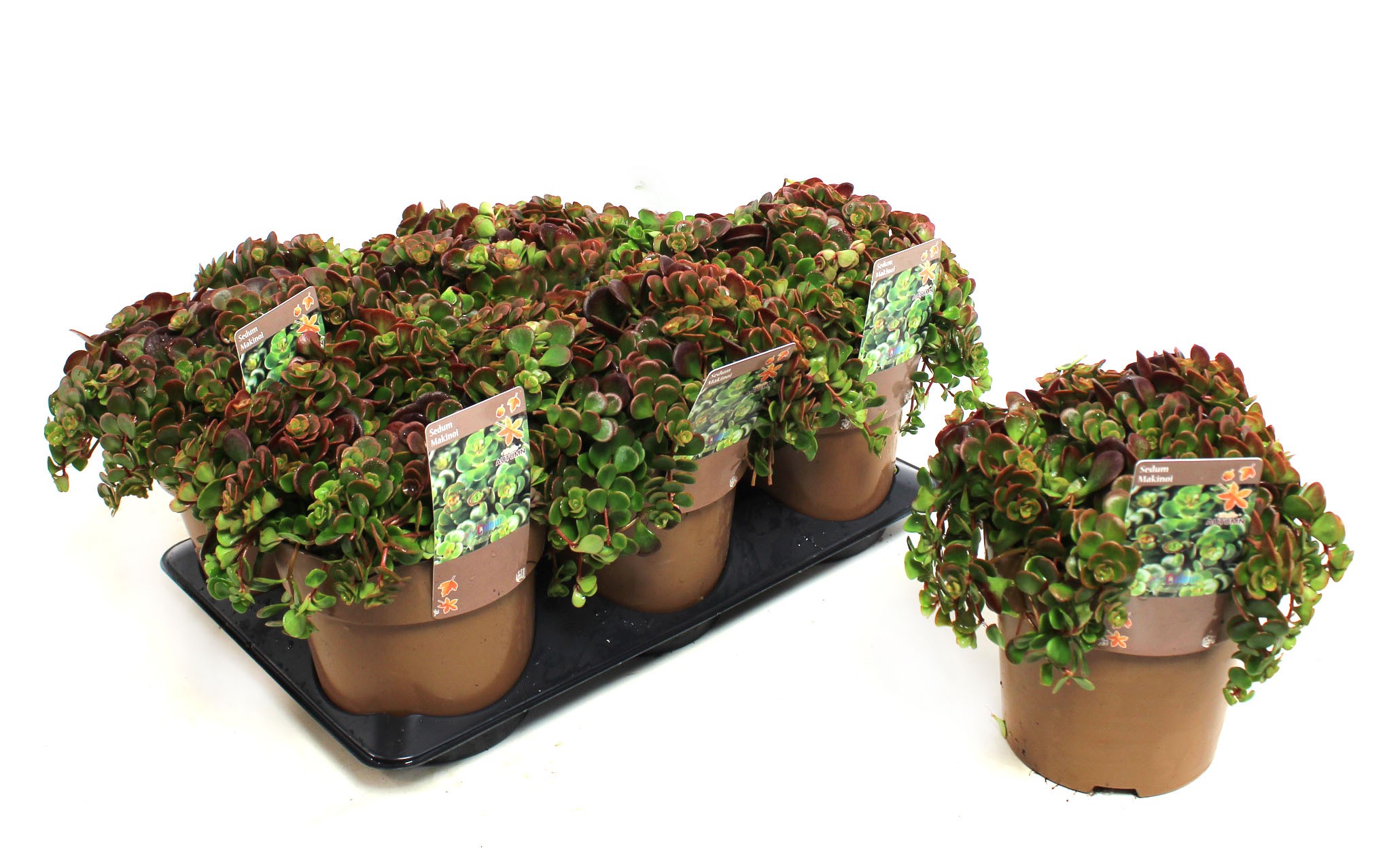 Picture of Sedum Makinoi P15