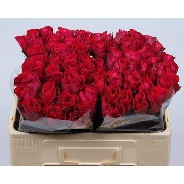 Rosa Madam Cerise 50cm