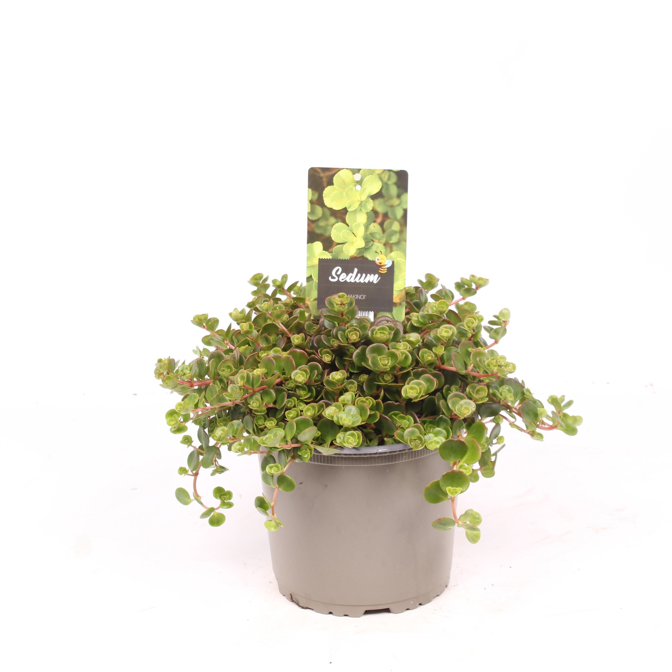Sedum makinoi