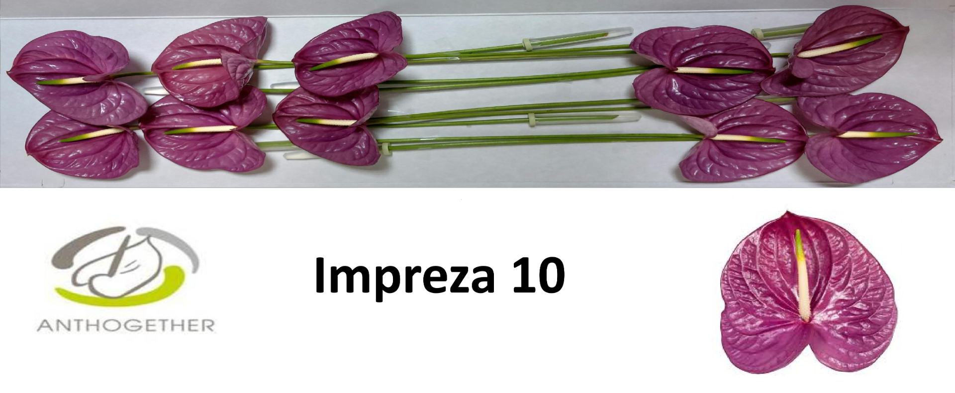 Anth A Impreza