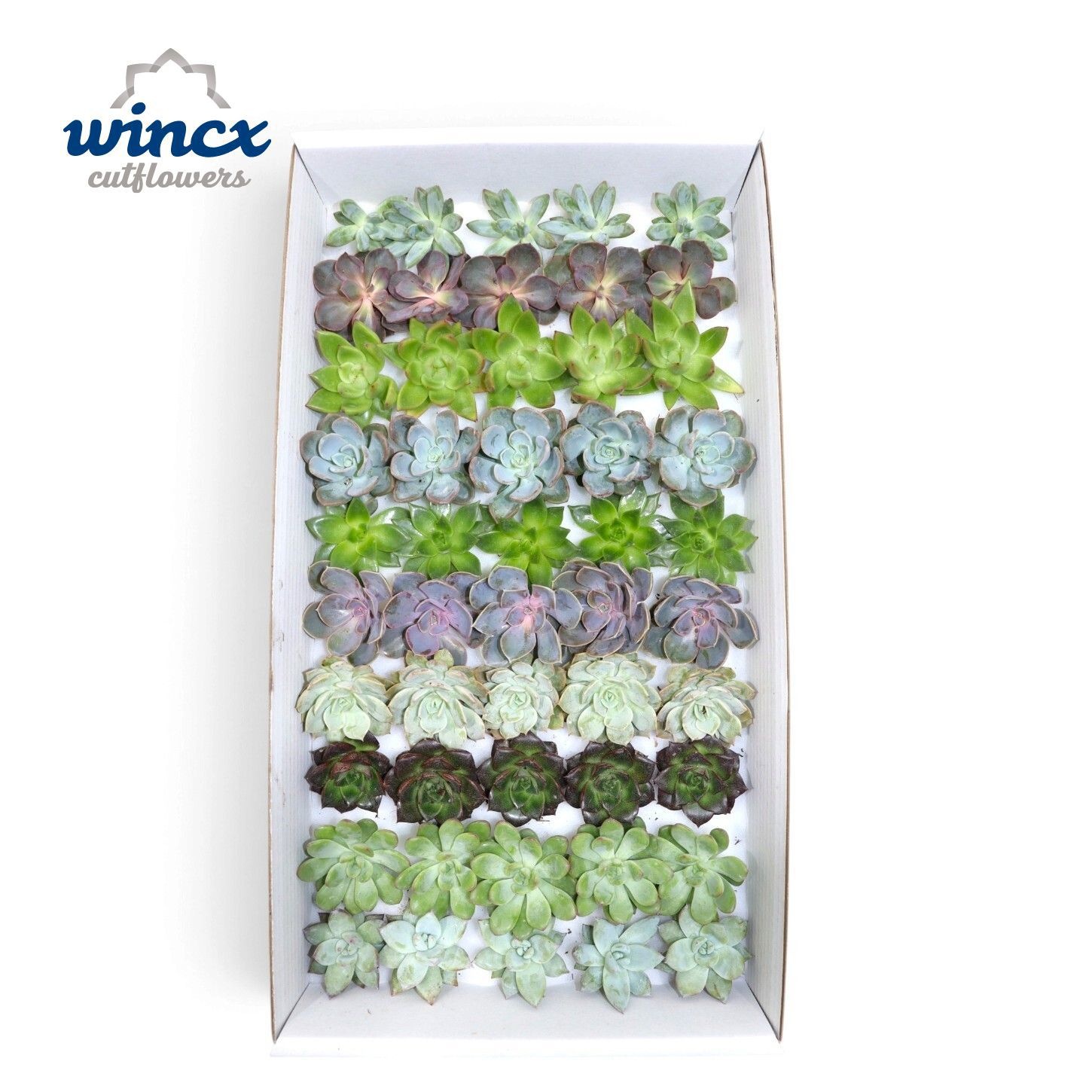 Echeveria Mix (wincx) Cutfl (10spc.)