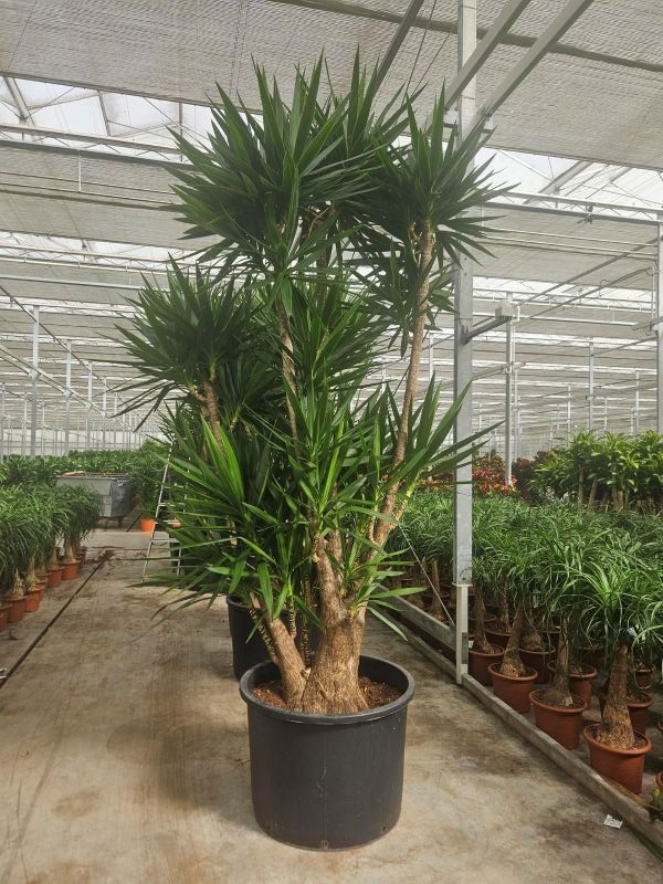 Yucca elephantipes 3+ armen