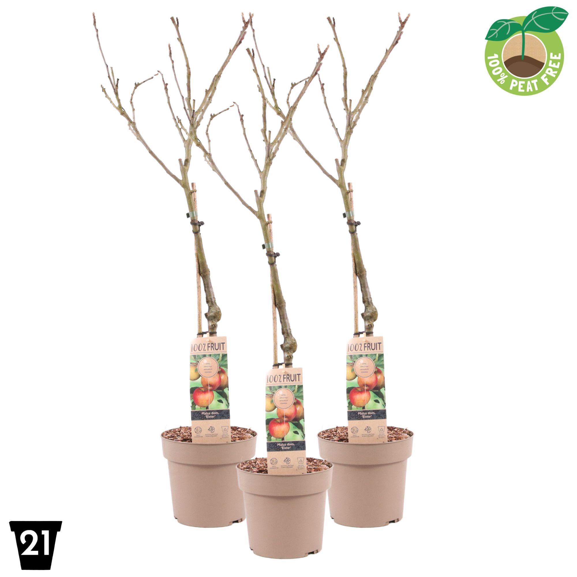 Picture of Malus domestica Elstar P21 (4 Ltr) Patio-Trees (LOOSE)