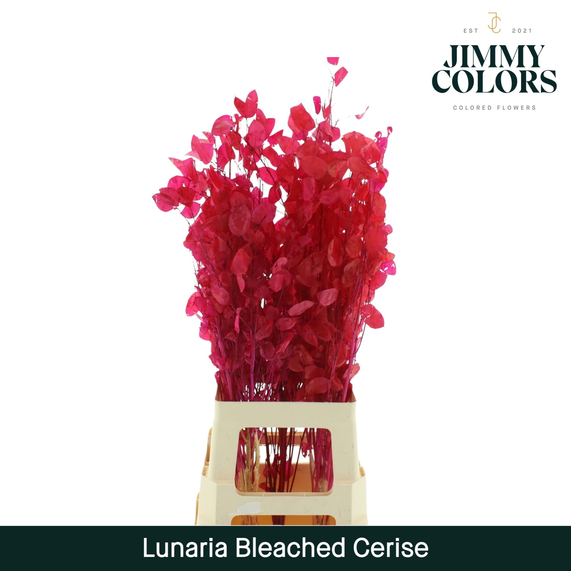 Lunaria Gebleekt Cerise