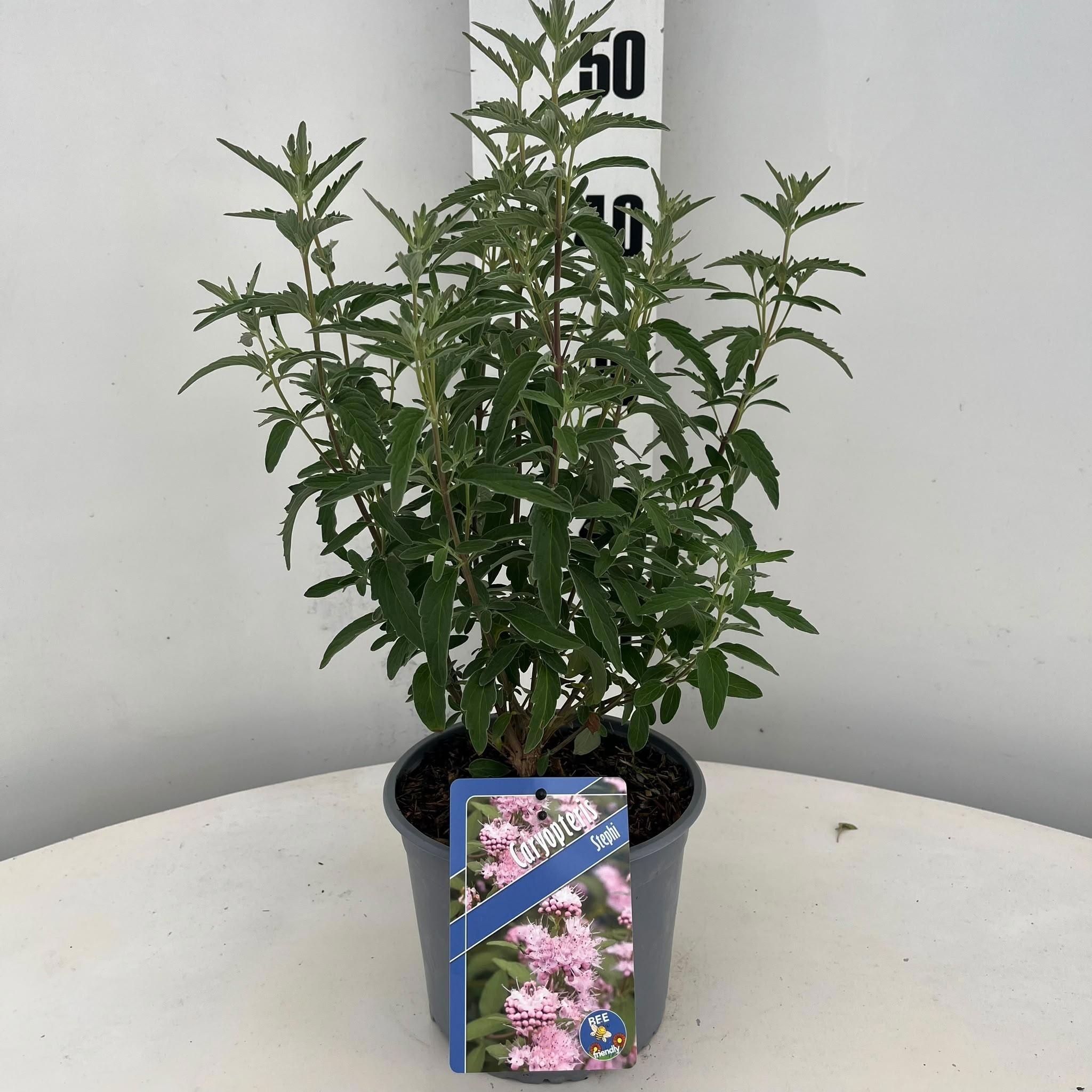 Caryopteris clandonensis Stephi ('Lissteph') lisstephpbr