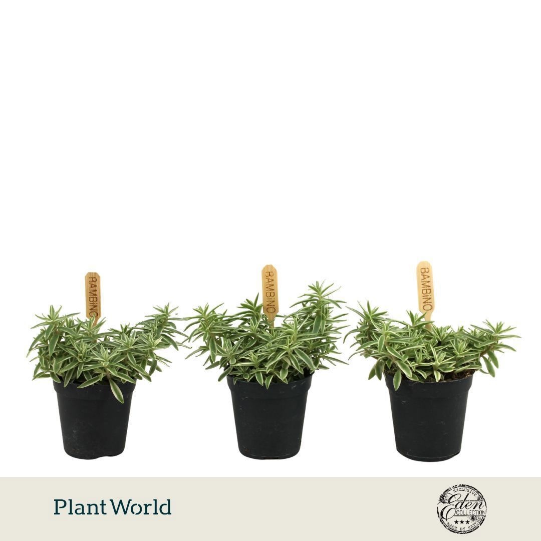 Sedum lineare