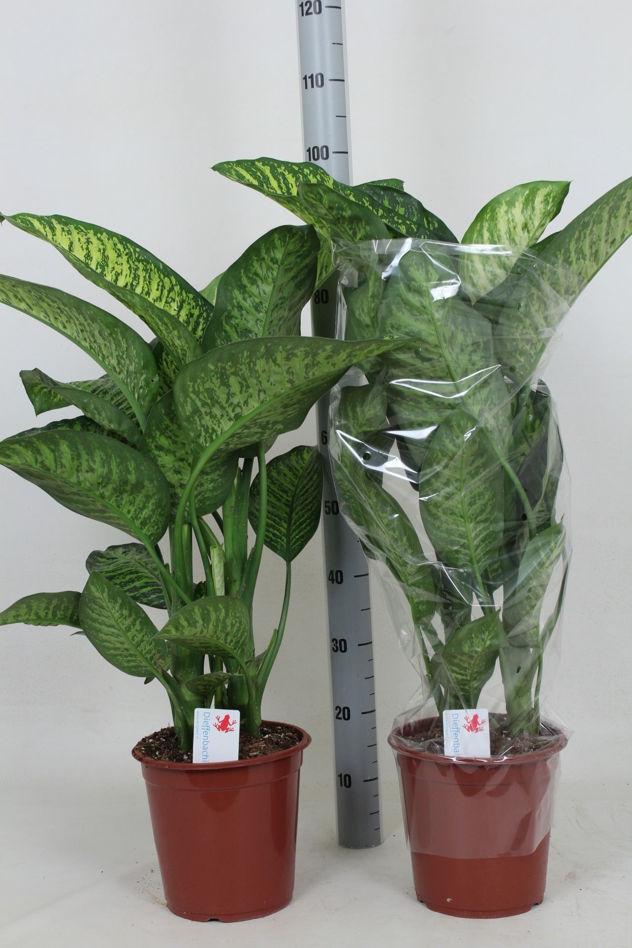 Dieff S Tropic Jewel 24Ø 100cm