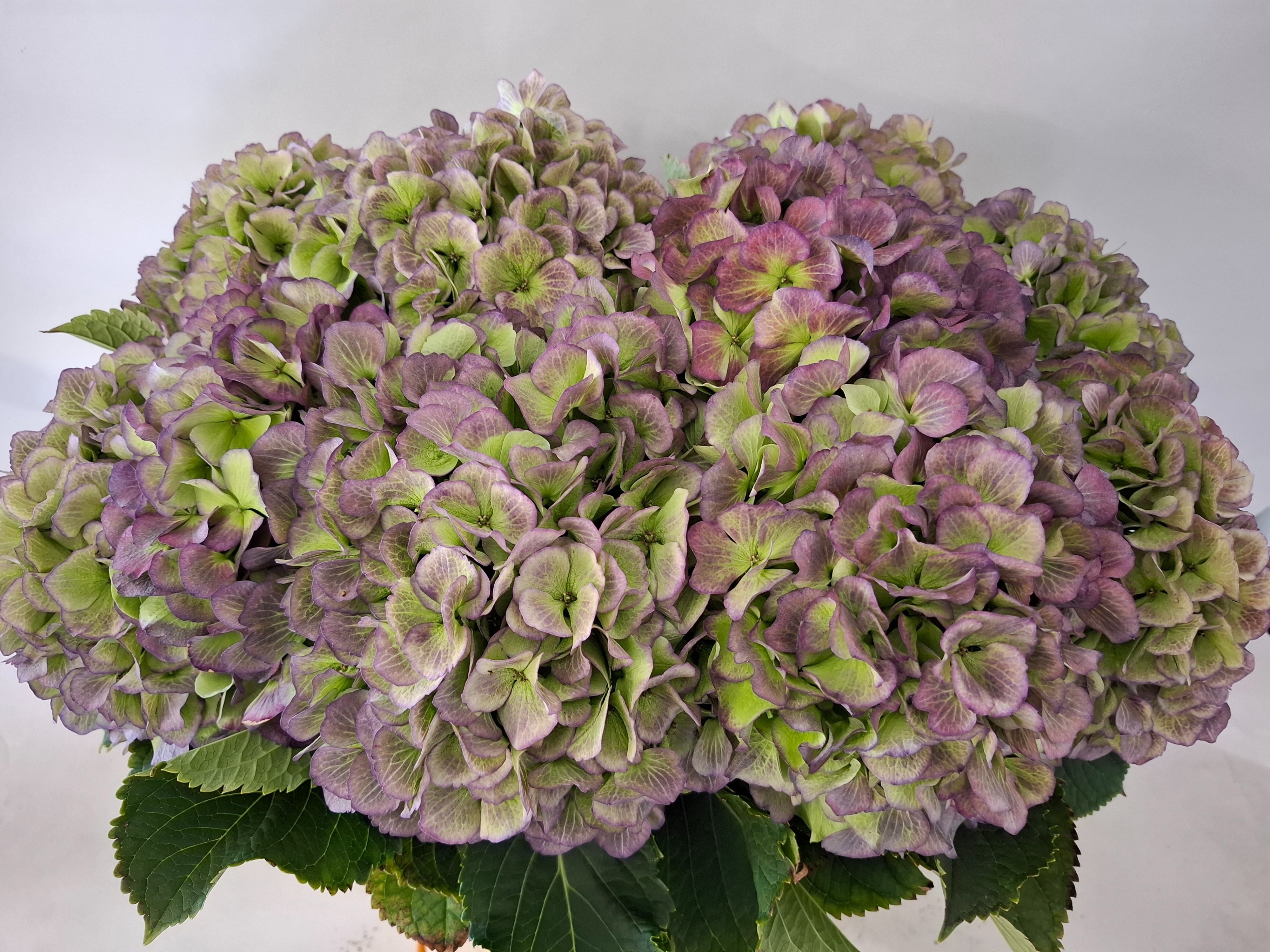 Hydrangea Verena Classic Blue 60cm 22Ø