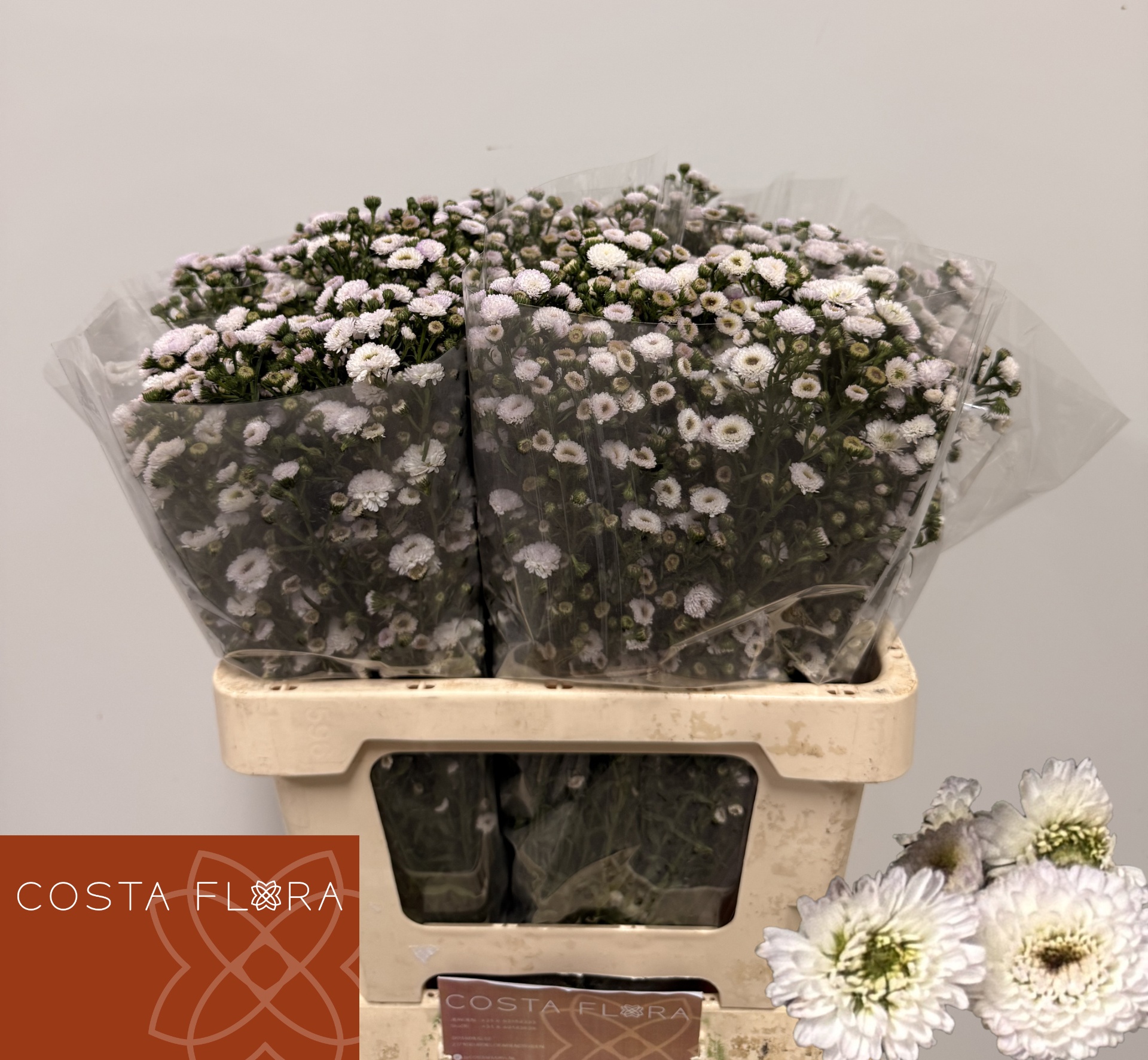 Aster Pompon 60cm 20gram