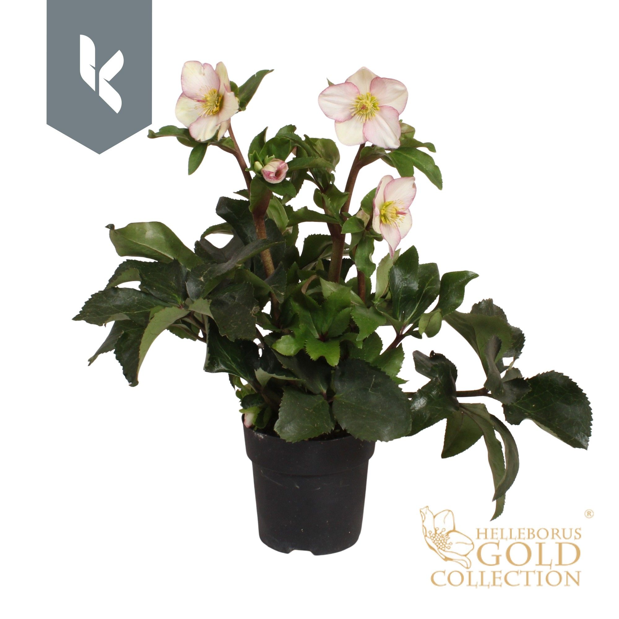 Helleborus HGC Helleborus Ice N Roses Picotee